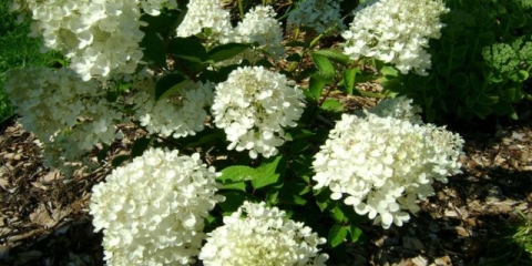 Hydrangea paniculata bomba: sadnja i njega, fotografije i recenzije